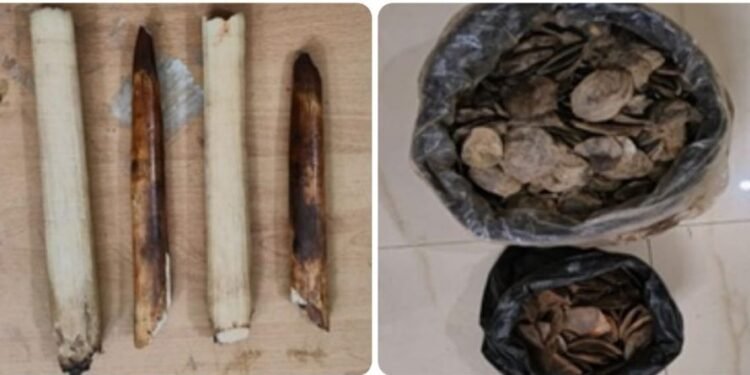 Elephant tusks, Pangolin scales seized; 4 held in Ri Bhoi
