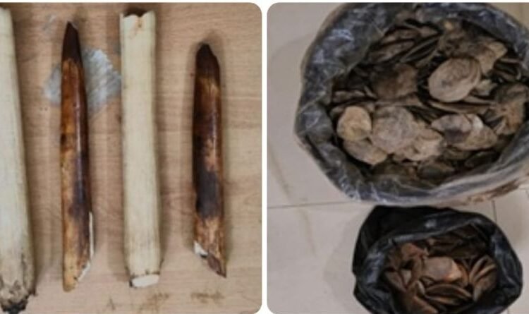 Elephant tusks, Pangolin scales seized; 4 held in Ri Bhoi