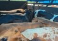 Farmers’ union alleges illegal collections on livestock vehicles at Byrnihat