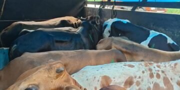 Farmers’ union alleges illegal collections on livestock vehicles at Byrnihat