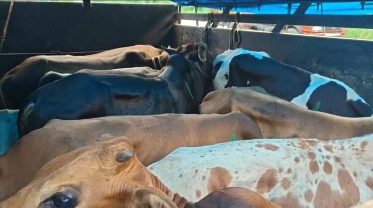 Farmers’ union alleges illegal collections on livestock vehicles at Byrnihat