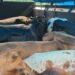 Farmers’ union alleges illegal collections on livestock vehicles at Byrnihat