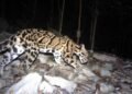 Meghalaya launches ‘Mission Clouded Leopard’ for state animal conservation