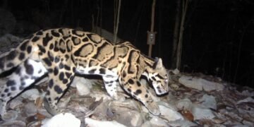 Meghalaya launches ‘Mission Clouded Leopard’ for state animal conservation
