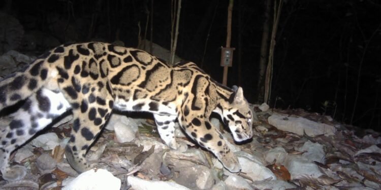 Meghalaya launches ‘Mission Clouded Leopard’ for state animal conservation