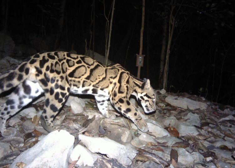 Meghalaya launches ‘Mission Clouded Leopard’ for state animal conservation