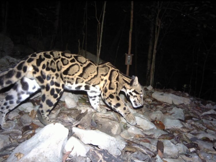 Meghalaya launches ‘Mission Clouded Leopard’ for state animal conservation