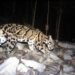 Meghalaya launches ‘Mission Clouded Leopard’ for state animal conservation
