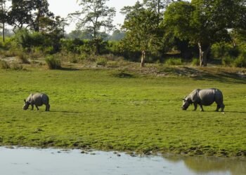 Himanta defends move to limit eco-sensitive zone around Kaziranga to 1 km