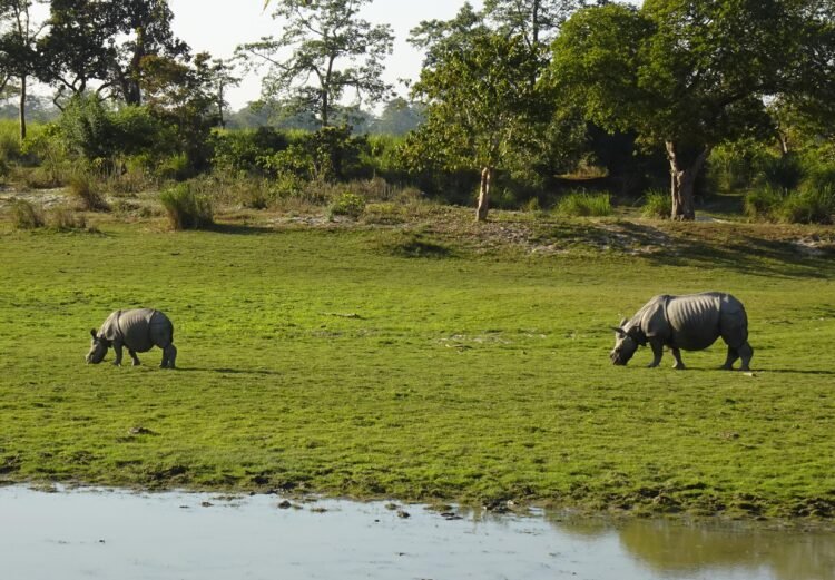 Himanta defends move to limit eco-sensitive zone around Kaziranga to 1 km