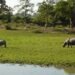 Himanta defends move to limit eco-sensitive zone around Kaziranga to 1 km