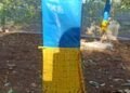 Yellow sticky trap brings hope for muga farmers in WKH