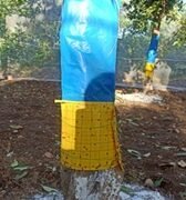 Yellow sticky trap brings hope for muga farmers in WKH