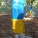 Yellow sticky trap brings hope for muga farmers in WKH