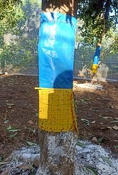Yellow sticky trap brings hope for muga farmers in WKH