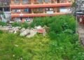 Ganja plants found growing in heart of Laitumkhrah
