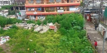 Ganja plants found growing in heart of Laitumkhrah