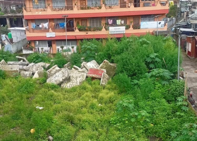 Ganja plants found growing in heart of Laitumkhrah