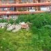 Ganja plants found growing in heart of Laitumkhrah