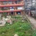 Ganja plants in Laitumkhrah cut down