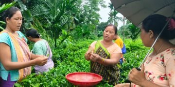 Karbi women trained in handmade tea making