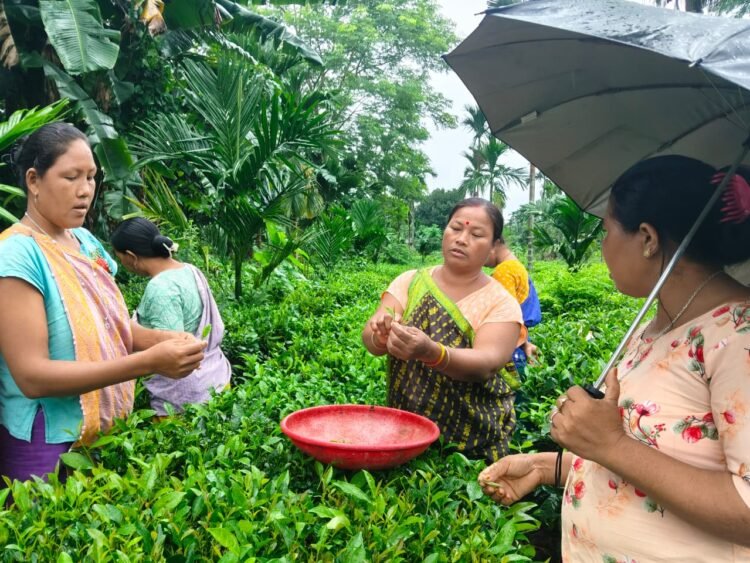 Karbi women trained in handmade tea making