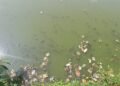 Jowai’s famed Nan Kashari chokes on plastic