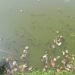 Jowai’s famed Nan Kashari chokes on plastic