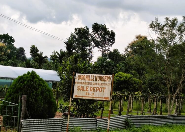 Private nursery operating illegally inside state forest, alleges RTI activist