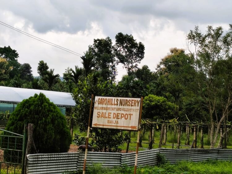 Private nursery operating illegally inside state forest, alleges RTI activist