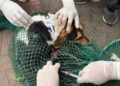 Pilot project launched in Laban to combat rabies