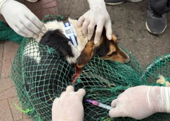 Pilot project launched in Laban to combat rabies
