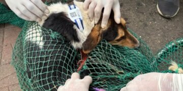 Pilot project launched in Laban to combat rabies