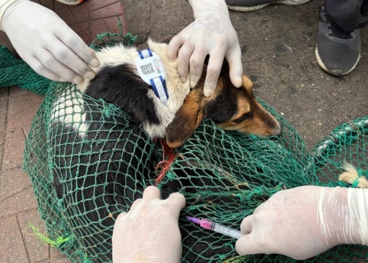 Pilot project launched in Laban to combat rabies