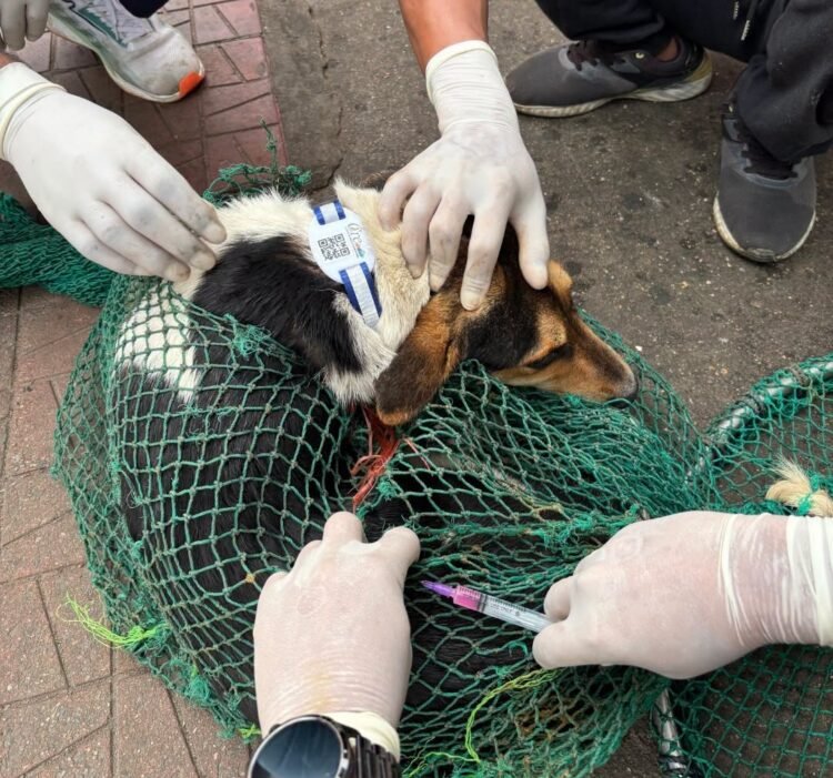 Pilot project launched in Laban to combat rabies