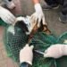 Pilot project launched in Laban to combat rabies