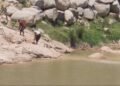 Illegal sand mining on Umiew River stretch banned