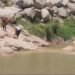 Illegal sand mining on Umiew River stretch banned