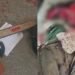 Man attacks two school girls inside classroom with chainsaw